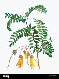 Image result for Sophora velutina