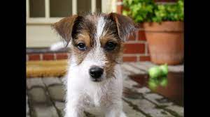 She is super sweet and super affectionate, she loves to snuggle up to her humans and lick their faces and have her belly rubbed. Cute Parson Jack Russell Puppy Youtube