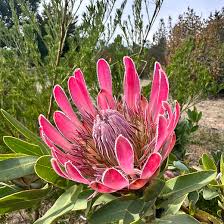 Image result for Protea madiensis