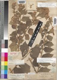 Image result for Kosteletzkya buettneri