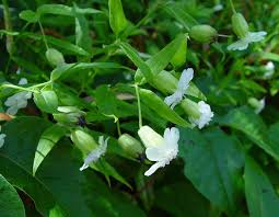 Image result for Wahlenbergia silenoides