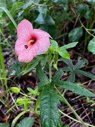 Image result for Hibiscus tridactylites