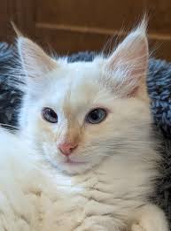 What kind of cat? : r/cats