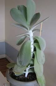 Help Id My Paddle Plant And Why Is It Drooping Paddle Plant Plants Propagating Plants