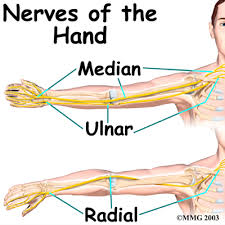 Image result for Normal Anatomic Position of the Hand and Wrist
