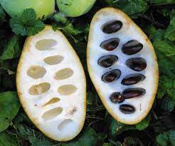 A little more obscure, but just as much fun to grow are persimmons and pawpaws. Warming Up To Pawpaw A Native Tree With Tropical Relatives Chicago Tribune