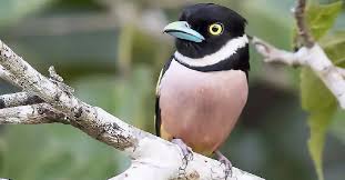 Birds That Look Like Penguins Pin Na Nastenke Vtaky Birds