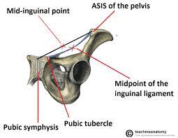 We show the inguinal ligament, which is formed by the inferior fibers of the external oblique muscle. The Inguinal Canal Boundaries Contents Teachmeanatomy