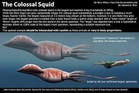 The Colossal Squid By Harry Wilson On Deviantart Colossal Squid Giant Squid Squid