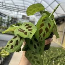 Image result for maranta