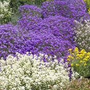 Les arbustes de haie à croissance rapide sont ici au premier plan. Plante Vivace Rampante Liste Ooreka