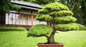Root prune your japanese dwarf garden juniper every three to five years. Juniper Bonsai Trees