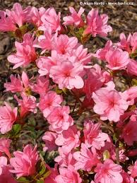 These azalea blaauw's pink plants have been grown in containers and regularly trimmed so as to encourage a nice shape. Azalea Japonica Blaauw S Pink Azaleas Plants Japonica