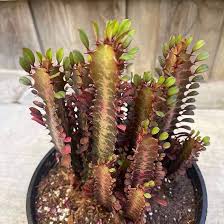 Image result for Euphorbia rubriflora