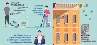 Evite Contaminacao Com Doencas Transmitidas Por Pombos Prefeitura De Santos