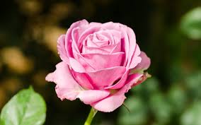 MOSTRA DI ROSE ANTICHE E DA COLLEZIONE - Este in Fiore