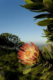Image result for Protea angolensis