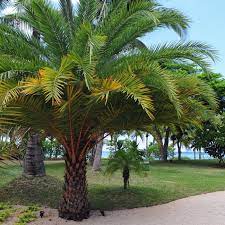 Enter your email address to receive alerts when we have new listings available for palm tree for sale. 11 Palm Trees That Tolerate Cold Weather