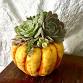 Succulent Pumpkin Class event image
