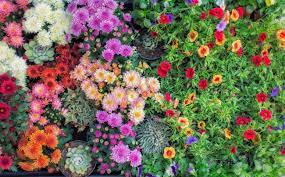 See the almanac's complete list of flower meanings and plant whether you are picking out a flower bouquet for mother's day or a wedding or planting a garden, discover the secret language of flowers! 30 Best Fall Flowers For An Autumn Garden Prettiest Flowers To Plant In The Fall