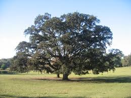 Image result for Quercus suber