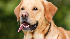 Bolzano: obbligo del test Dna sui cani, petizione online per fermare la  decisione della Provincia autonoma