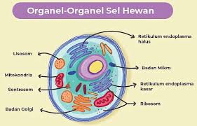 Maybe you would like to learn more about one of these? 11 Organel Pada Sel Hewan Beserta Fungsinya Pendidikanku I Biologi