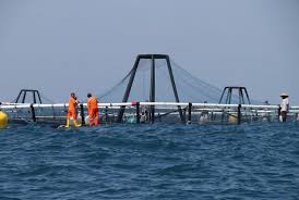 Keramba Jaring Apung Kja Harapan Baru Budidaya Perikanan