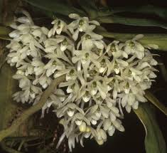 Image result for Diaphananthe sarcophylla