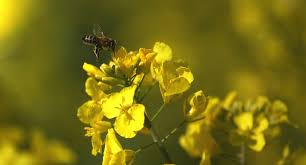 Am internationalen weltbienentag, dem 20. Weltbienentag Am 20 Mai Ministerium Fur Landlichen Raum Und Verbraucherschutz Baden Wurttemberg