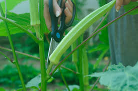 This is the new ebay. How To Grow Okra How Long It Takes Kellogg Garden Organics