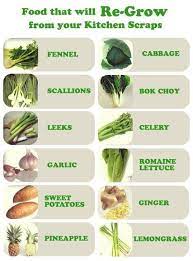 Grow Plants From Kitchen Scraps Growing Vegetables Regrow Vegetables Veggie Garden