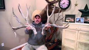 How to score a mule deer shed antler. Monster 280 Mule Deer Sheds From The Antlerman Youtube