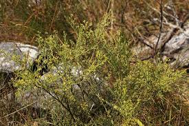 Image result for Thesium whyteanum