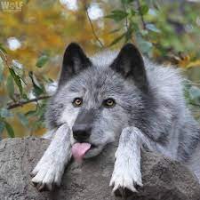 Wolves go blep, also. | Wolf dog, Beautiful wolves, Animals beautiful