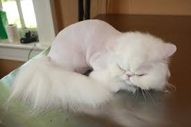 Huge collection, amazing choice, 100+ million high quality, affordable rf and rm images. What Is A Lion Cut Cat Naps Cattery