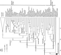 Image result for Anisotes formosissimus