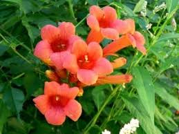 Shop for hummingbird vine art from the world's greatest living artists. How To Grow Trumpet Vine Gardening Channel