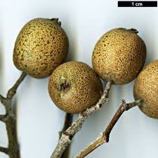 Image result for Pentadiplandra brazzeana