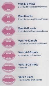 Calendrier De L Apparition Des Dents Chez Le Bebe Dents Bebe Conseils Bebe Dentition De Bebe