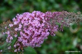 Image result for Komule střídavolisté