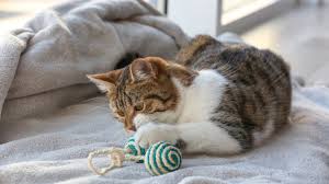 Wenn die katze das bett bereits als neues katzenklo entdeckt hat, ist der erste schritt, den. Die Katze Pinkelt Ins Bett Katzenwelt Net