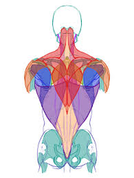 A plastinated specimen showing the muscles of the upper back and posterior shoulder region. Pro Gun Zen Cart Magento