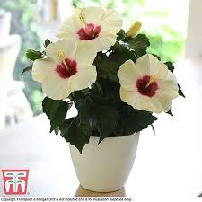 Yes, some hibiscus types are poisonous to dogs, such as the rose of sharon. Hibiscus Adonicus Thompson Morgan