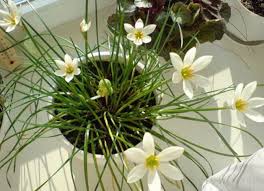 Check spelling or type a new query. 7 Jenis Tanaman Hias Bunga Yang Cocok Ditanam Di Dataran Rendah Bibit Online