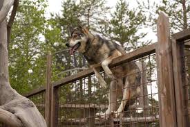 A husky puppy will not be able to jump over a small fence for the first year of life unless it's chicken wire. Husky Jumping Fence Off 70 Www Usushimd Com