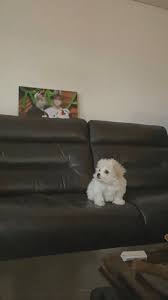 Gambar wallpaper lucu buat wa original gambar wallpaper lucu line. 201223 Chenle Weibo Live Chenle S Puppy Daegal Di 2021 Kucing Anjing Anak Anjing Bayi Kucing