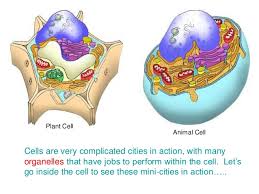 We did not find results for: Plant Animal Cells