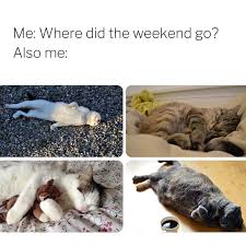 Cat memes funny crying playing gaming meme cats every gamer games irl staying coop night honestly gives much missing reddit. 10 Hilarious Dog Cat Memes Force You To Laugh Or Cry Or Both