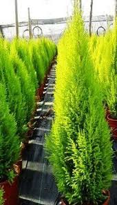 Check spelling or type a new query. 7 Tall Shrubs Ideas Shrubs Evergreen Shrubs Outdoor Gardens